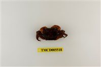 藏品(奧氏後相手蟹)的圖片